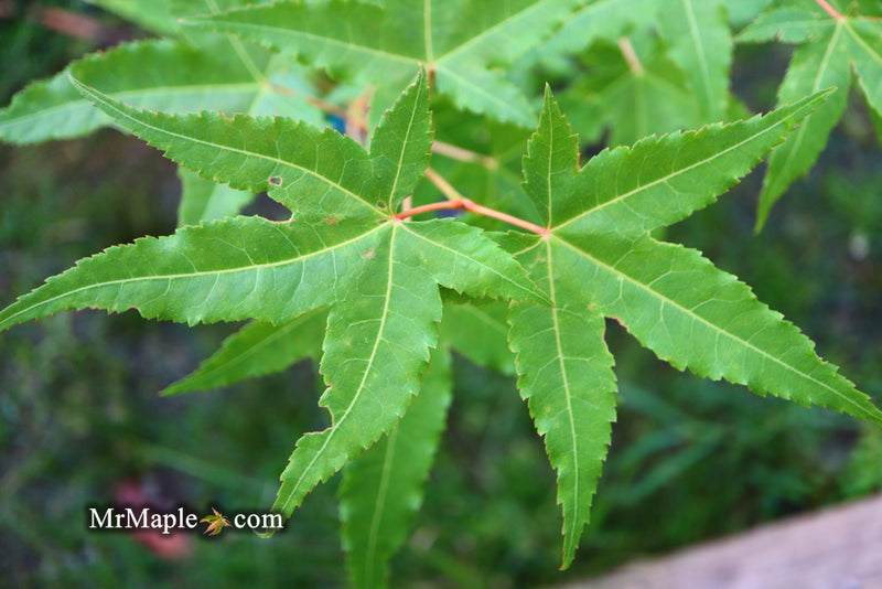 - Acer oliverianum 'Hot Rod' Japanese Maple - Mr Maple │ Buy Japanese Maple Trees