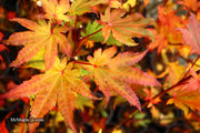 - Acer shirasawanum 'Jordan' Golden Full Moon Japanese Maple - Mr Maple │ Buy Japanese Maple Trees