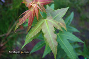 - Acer oliverianum 'Hot Rod' Japanese Maple - Mr Maple │ Buy Japanese Maple Trees