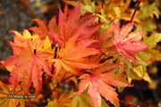 - Acer shirasawanum 'Jordan' Golden Full Moon Japanese Maple - Mr Maple │ Buy Japanese Maple Trees