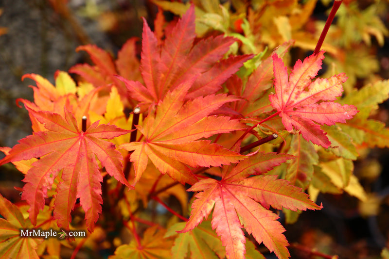 - Acer shirasawanum 'Jordan' Golden Full Moon Japanese Maple - Mr Maple │ Buy Japanese Maple Trees