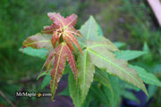 - Acer oliverianum 'Hot Rod' Japanese Maple - Mr Maple │ Buy Japanese Maple Trees