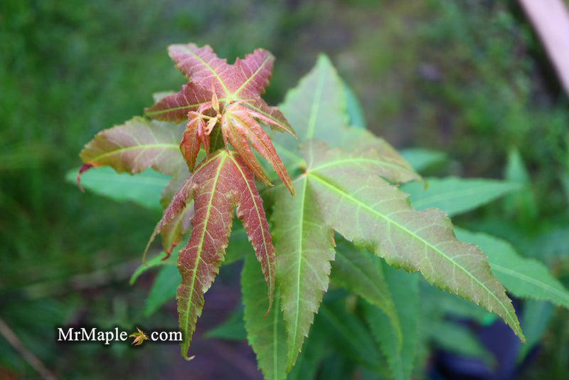 - Acer oliverianum 'Hot Rod' Japanese Maple - Mr Maple │ Buy Japanese Maple Trees