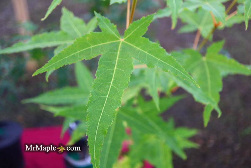 - Acer oliverianum 'Hot Rod' Japanese Maple - Mr Maple │ Buy Japanese Maple Trees