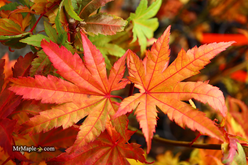 - Acer shirasawanum 'Jordan' Golden Full Moon Japanese Maple - Mr Maple │ Buy Japanese Maple Trees