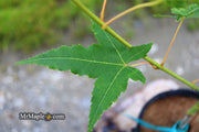 - Acer oliverianum 'Hot Rod' Japanese Maple - Mr Maple │ Buy Japanese Maple Trees