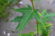 - Acer oliverianum 'Hot Rod' Japanese Maple - Mr Maple │ Buy Japanese Maple Trees