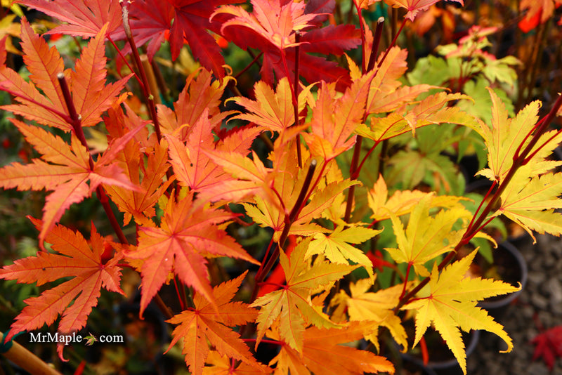 - Acer shirasawanum 'Jordan' Golden Full Moon Japanese Maple - Mr Maple │ Buy Japanese Maple Trees