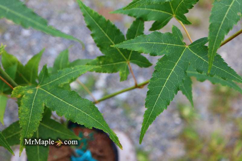 - Acer oliverianum 'Hot Rod' Japanese Maple - Mr Maple │ Buy Japanese Maple Trees