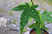 - Acer oliverianum 'Hot Rod' Japanese Maple - Mr Maple │ Buy Japanese Maple Trees