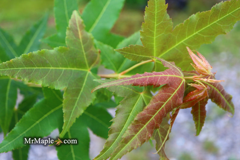 - Acer oliverianum 'Hot Rod' Japanese Maple - Mr Maple │ Buy Japanese Maple Trees