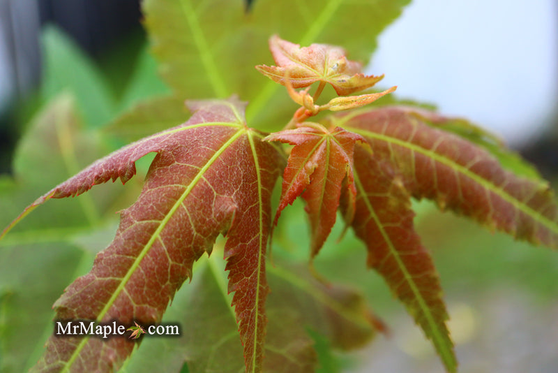 - Acer oliverianum 'Hot Rod' Japanese Maple - Mr Maple │ Buy Japanese Maple Trees