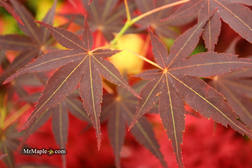 Acer palmatum 'Koriba' Japanese Maple