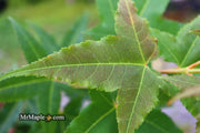- Acer oliverianum 'Hot Rod' Japanese Maple - Mr Maple │ Buy Japanese Maple Trees