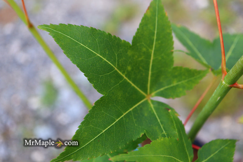 - Acer oliverianum 'Hot Rod' Japanese Maple - Mr Maple │ Buy Japanese Maple Trees