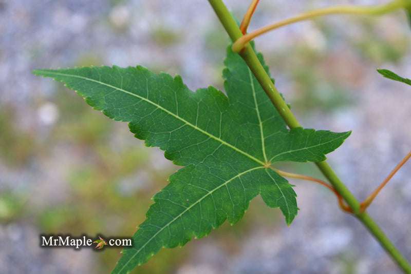 - Acer oliverianum 'Hot Rod' Japanese Maple - Mr Maple │ Buy Japanese Maple Trees