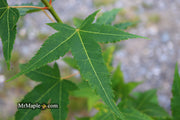 - Acer oliverianum 'Hot Rod' Japanese Maple - Mr Maple │ Buy Japanese Maple Trees