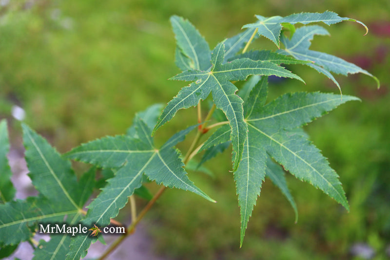- Acer oliverianum 'Hot Rod' Japanese Maple - Mr Maple │ Buy Japanese Maple Trees