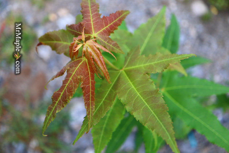 - Acer oliverianum 'Hot Rod' Japanese Maple - Mr Maple │ Buy Japanese Maple Trees