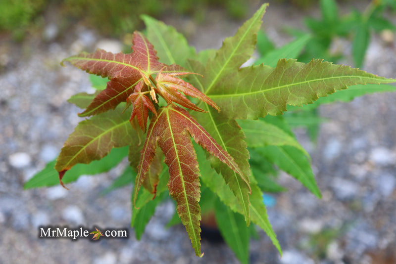 - Acer oliverianum 'Hot Rod' Japanese Maple - Mr Maple │ Buy Japanese Maple Trees