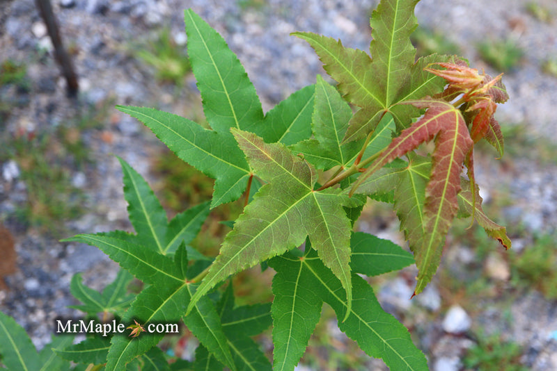 - Acer oliverianum 'Hot Rod' Japanese Maple - Mr Maple │ Buy Japanese Maple Trees