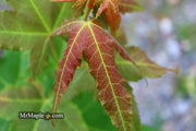 - Acer oliverianum 'Hot Rod' Japanese Maple - Mr Maple │ Buy Japanese Maple Trees