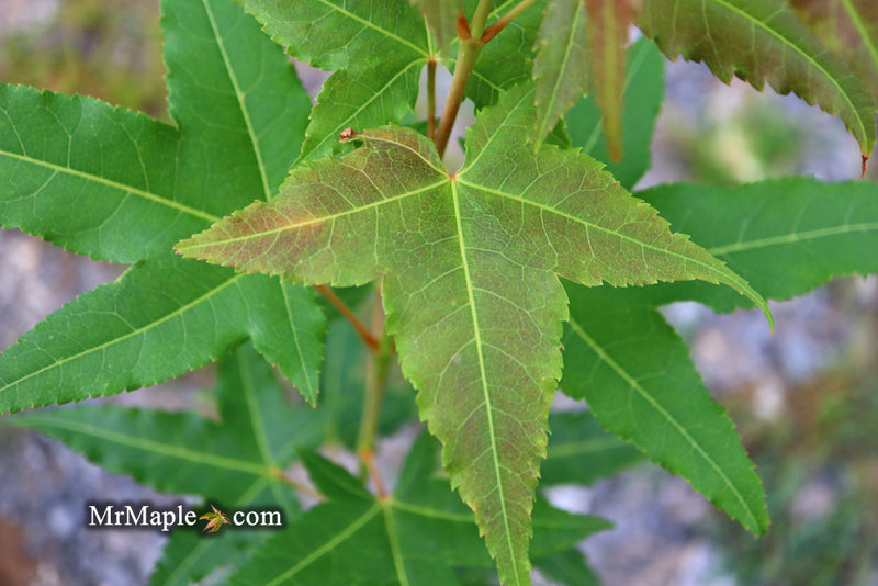 - Acer oliverianum 'Hot Rod' Japanese Maple - Mr Maple │ Buy Japanese Maple Trees