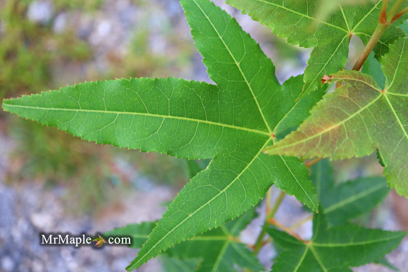 - Acer oliverianum 'Hot Rod' Japanese Maple - Mr Maple │ Buy Japanese Maple Trees