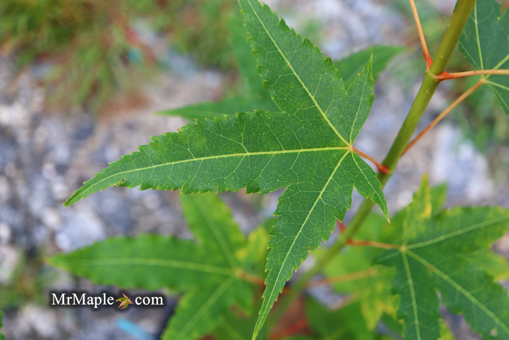 Acer oliverianum 'Hot Rod' Japanese Maple