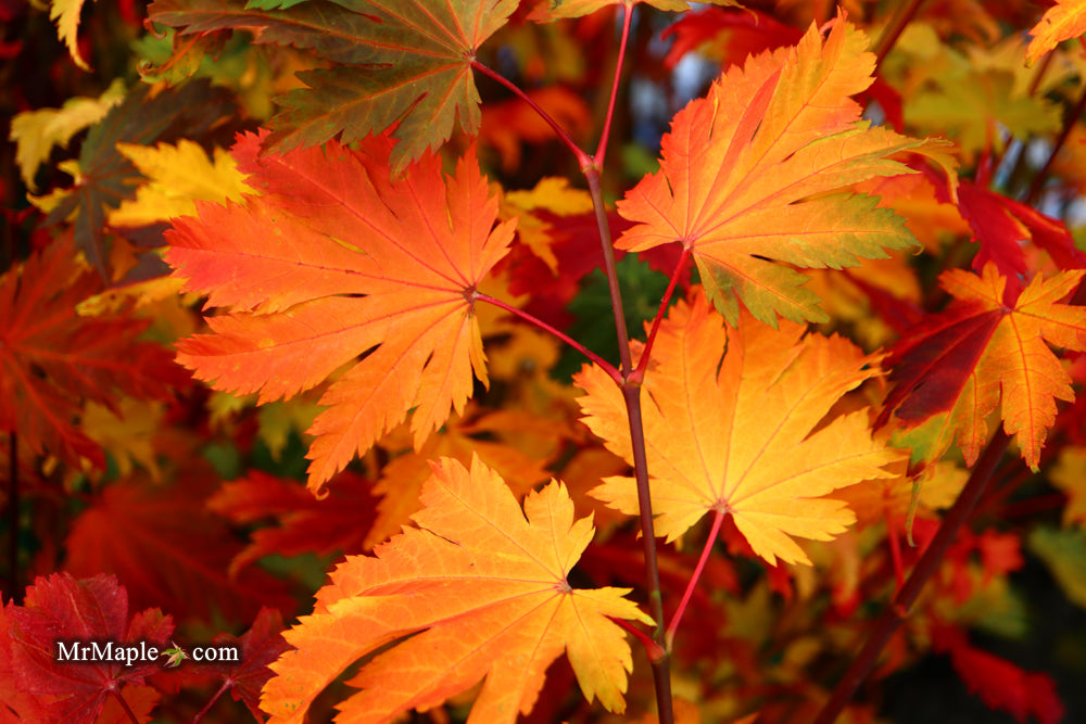 Acer japonicum 'Indian Summer' Full Moon Japanese Maple