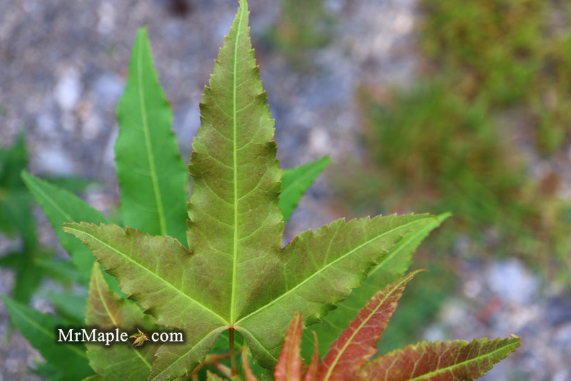 - Acer oliverianum 'Hot Rod' Japanese Maple - Mr Maple │ Buy Japanese Maple Trees
