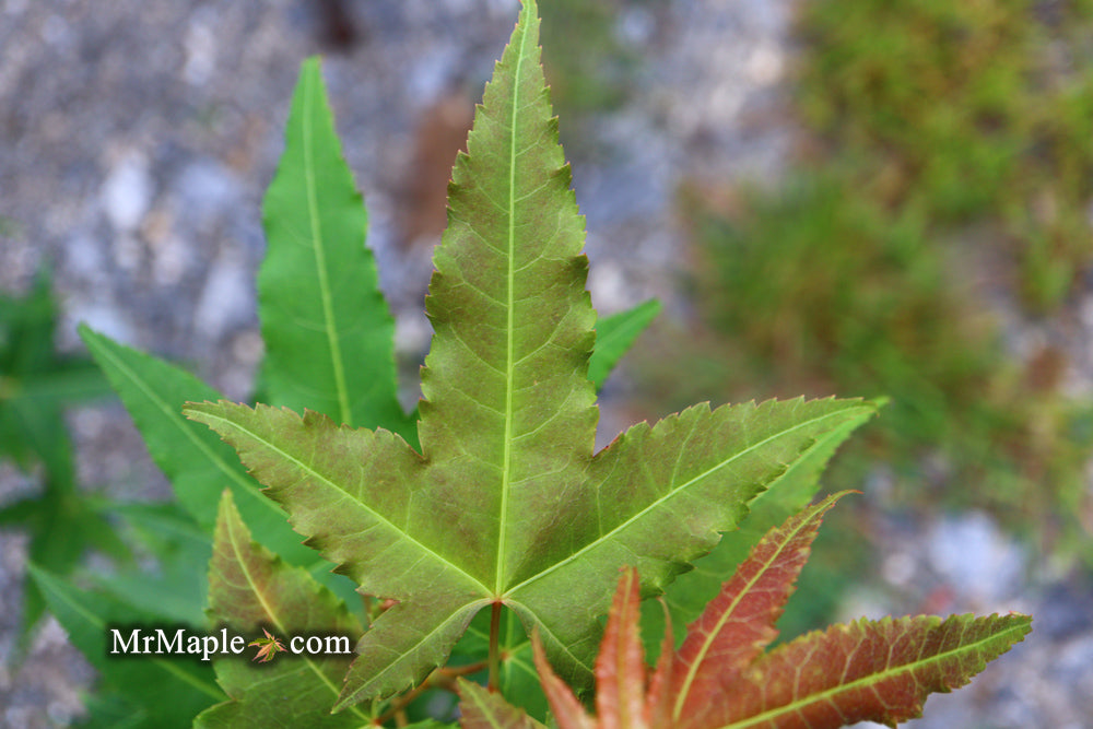 Acer oliverianum 'Hot Rod' Japanese Maple