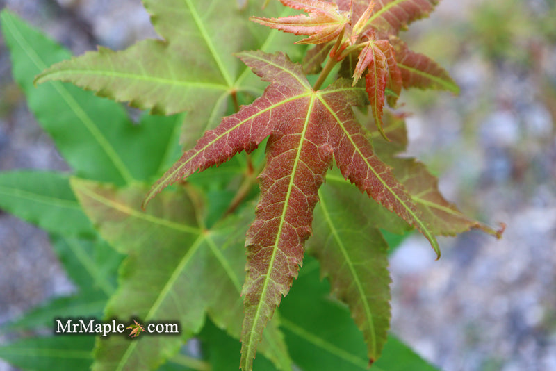 - Acer oliverianum 'Hot Rod' Japanese Maple - Mr Maple │ Buy Japanese Maple Trees