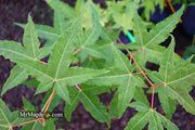 - Acer oliverianum 'Hot Rod' Japanese Maple - Mr Maple │ Buy Japanese Maple Trees