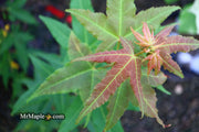 - Acer oliverianum 'Hot Rod' Japanese Maple - Mr Maple │ Buy Japanese Maple Trees