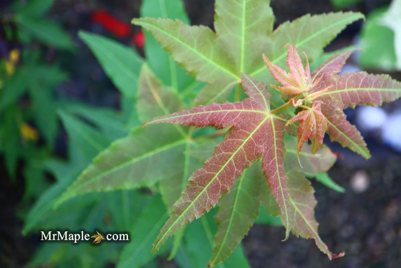 - Acer oliverianum 'Hot Rod' Japanese Maple - Mr Maple │ Buy Japanese Maple Trees