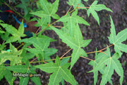 - Acer oliverianum 'Hot Rod' Japanese Maple - Mr Maple │ Buy Japanese Maple Trees