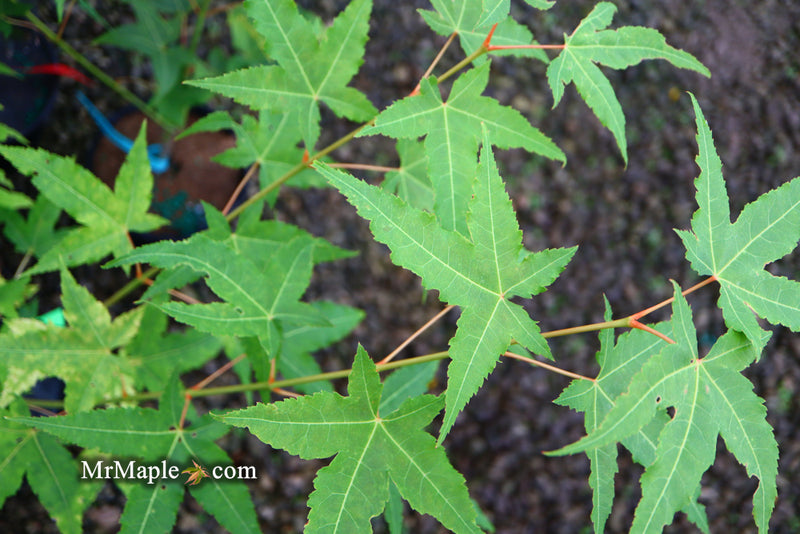 - Acer oliverianum 'Hot Rod' Japanese Maple - Mr Maple │ Buy Japanese Maple Trees