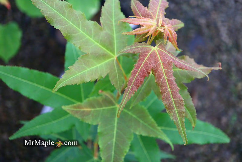 - Acer oliverianum 'Hot Rod' Japanese Maple - Mr Maple │ Buy Japanese Maple Trees
