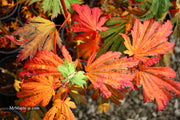 - Acer japonicum ‘Rising Sun’ Japanese Maple - Mr Maple │ Buy Japanese Maple Trees