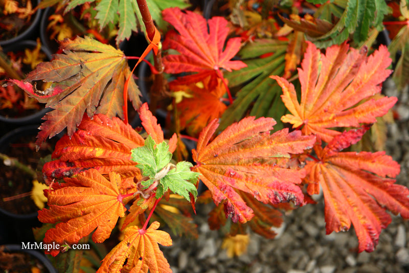 - Acer japonicum ‘Rising Sun’ Japanese Maple - Mr Maple │ Buy Japanese Maple Trees