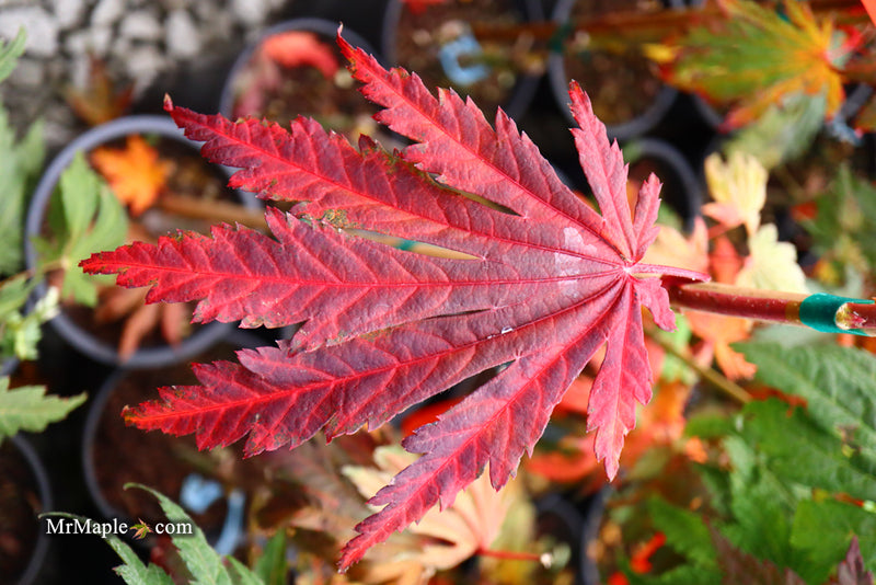 - Acer japonicum ‘Rising Sun’ Japanese Maple - Mr Maple │ Buy Japanese Maple Trees