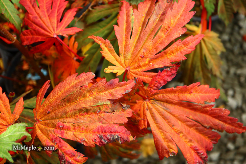 - Acer japonicum ‘Rising Sun’ Japanese Maple - Mr Maple │ Buy Japanese Maple Trees