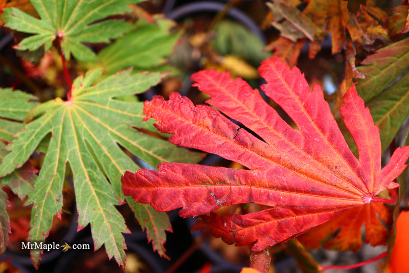 - Acer japonicum ‘Rising Sun’ Japanese Maple - Mr Maple │ Buy Japanese Maple Trees