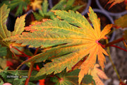 - Acer japonicum ‘Rising Sun’ Japanese Maple - Mr Maple │ Buy Japanese Maple Trees