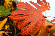 - Acer japonicum ‘Rising Sun’ Japanese Maple - Mr Maple │ Buy Japanese Maple Trees