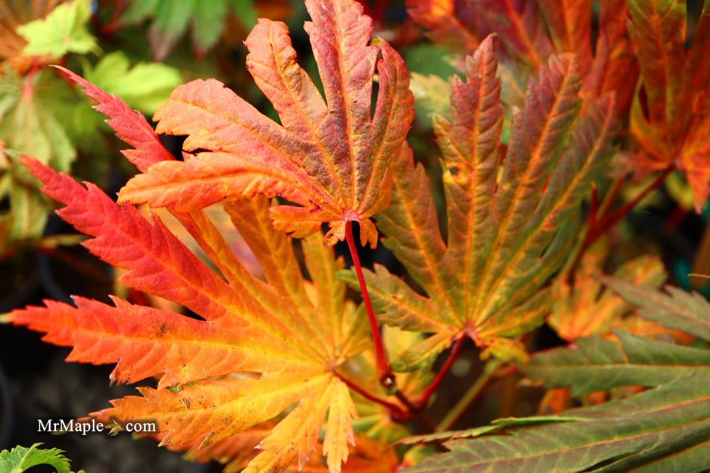 Acer japonicum ‘Rising Sun’ Japanese Maple