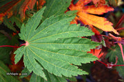 - Acer japonicum ‘Rising Sun’ Japanese Maple - Mr Maple │ Buy Japanese Maple Trees