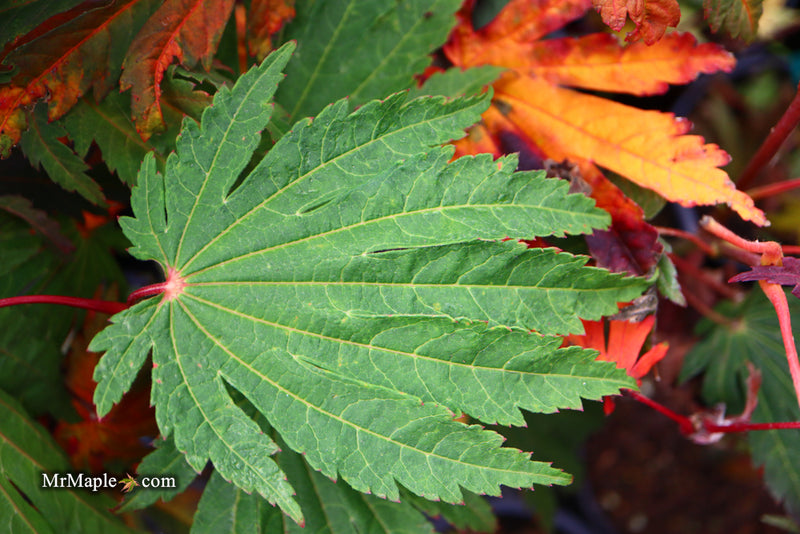 - Acer japonicum ‘Rising Sun’ Japanese Maple - Mr Maple │ Buy Japanese Maple Trees