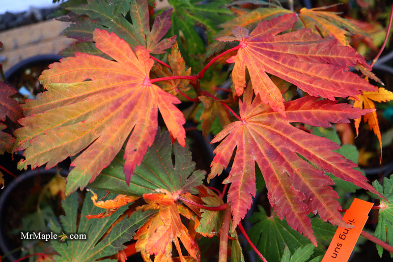 - Acer japonicum ‘Rising Sun’ Japanese Maple - Mr Maple │ Buy Japanese Maple Trees